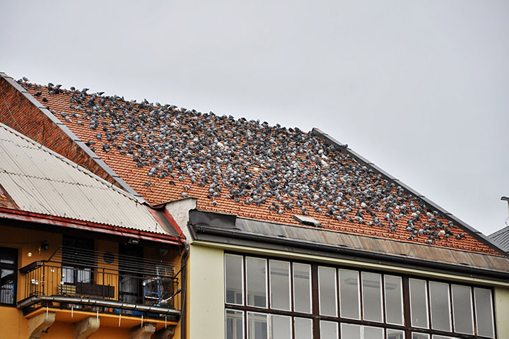 A2B Pest Control are able to install spikes to deter birds from roofs in Upton. 