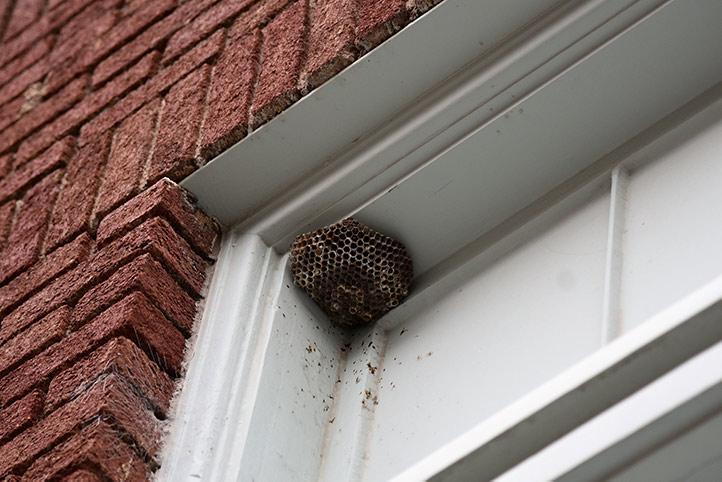 We provide a wasp nest removal service for domestic and commercial properties in Upton.